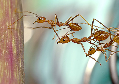 9.	The Acumen of Ants