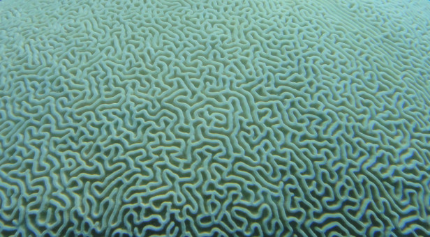 7. Brainy Coral
