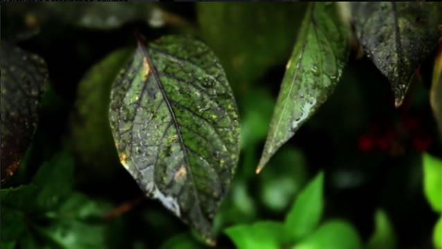 Artificial Leaf