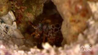 Tougher Materials Inspired By Mantis Shrimp