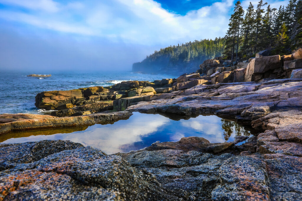 Acadia forest